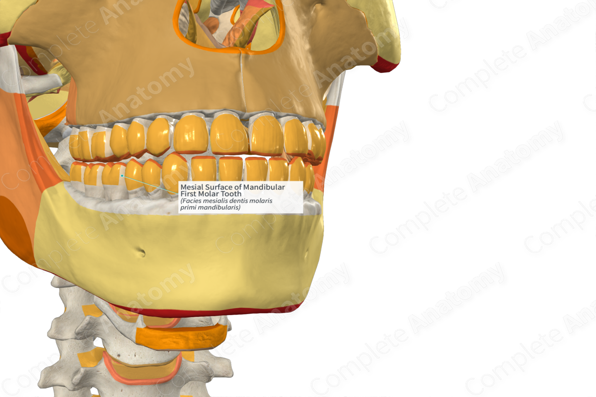 Mesial Surface of Mandibular First Molar Tooth