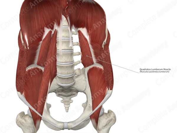 Quadratus Lumborum Muscle Posterior View
