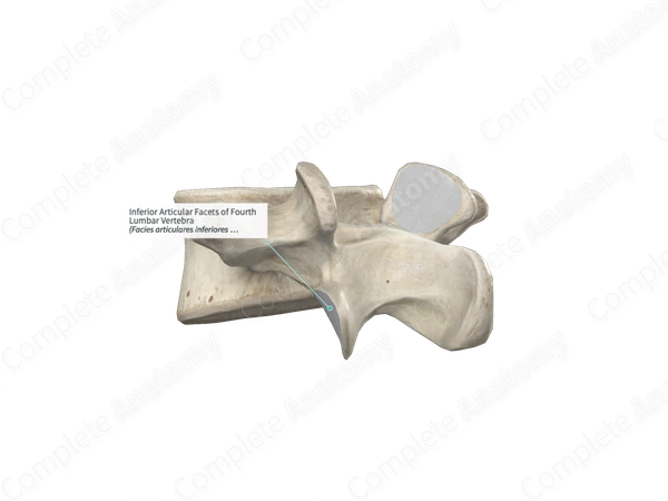 Inferior Articular Facets of Fourth Lumbar Vertebra
