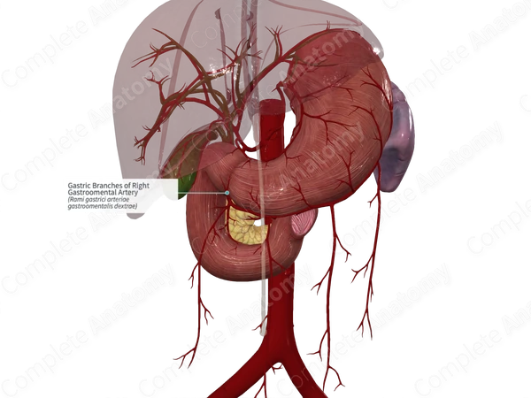 Gastric Branches of Right Gastroomental Artery
