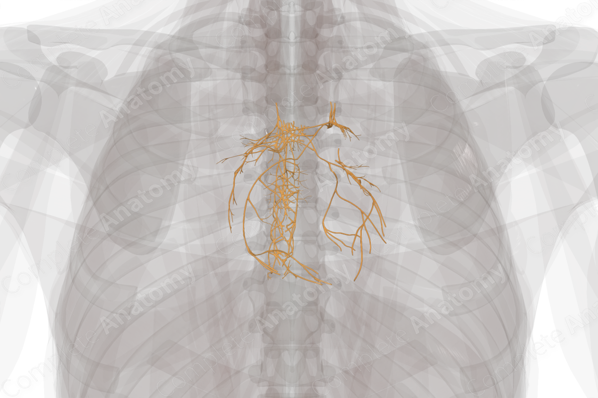 Thoracic Plexuses