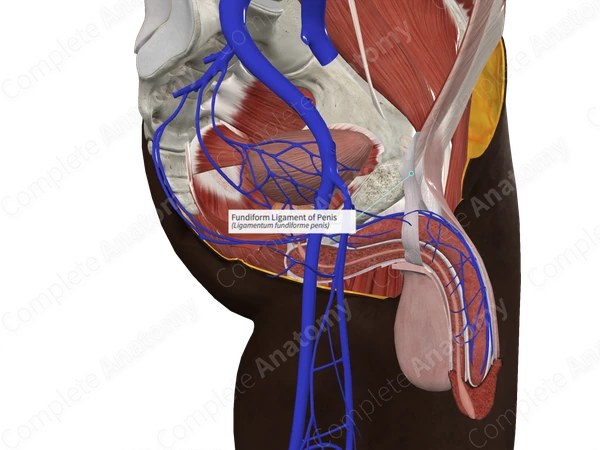 Fundiform Ligament of Penis