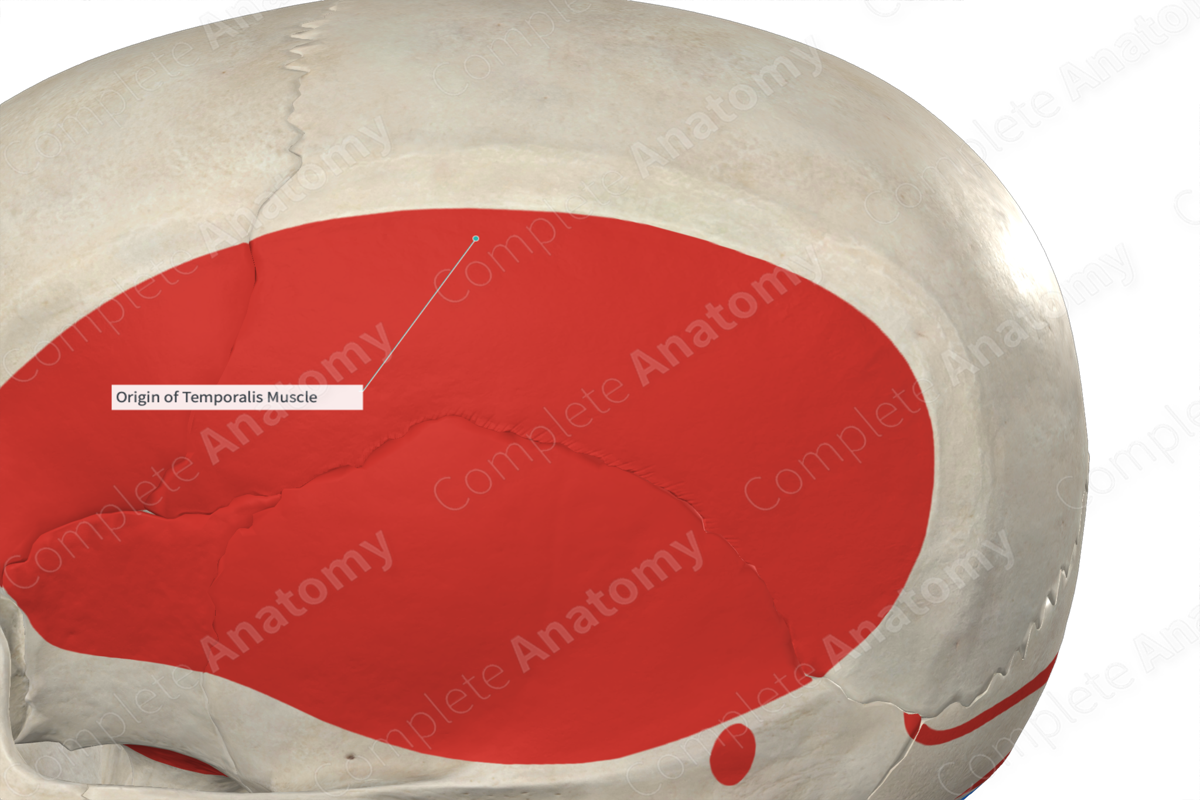 Origin of Temporalis Muscle