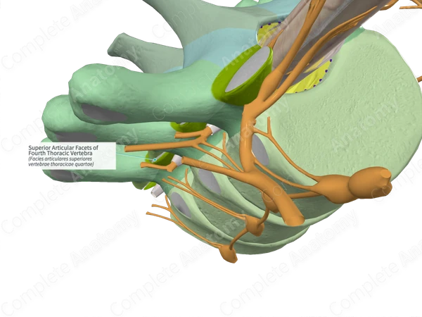 Superior Articular Facets of Fourth Thoracic Vertebra
