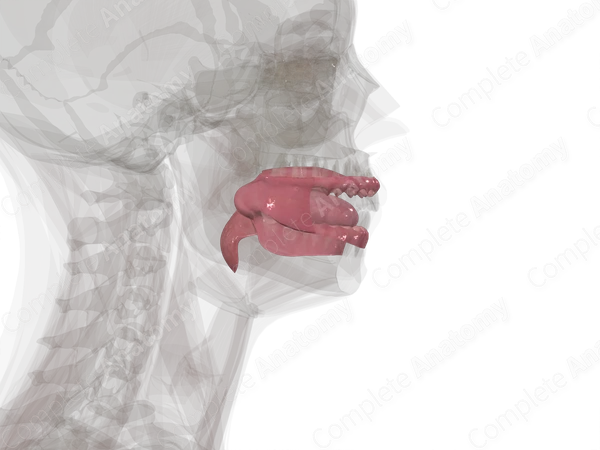 Oral Cavity