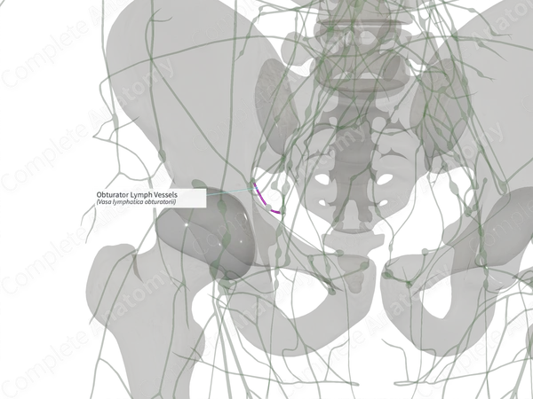 Obturator Lymph Vessels (Right)