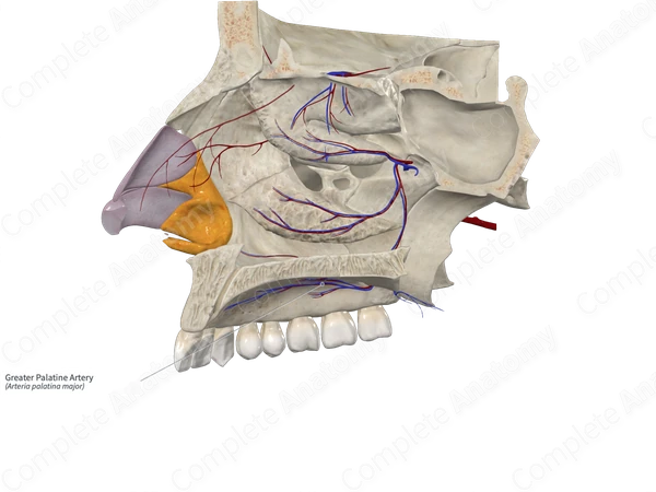 Greater Palatine Artery
