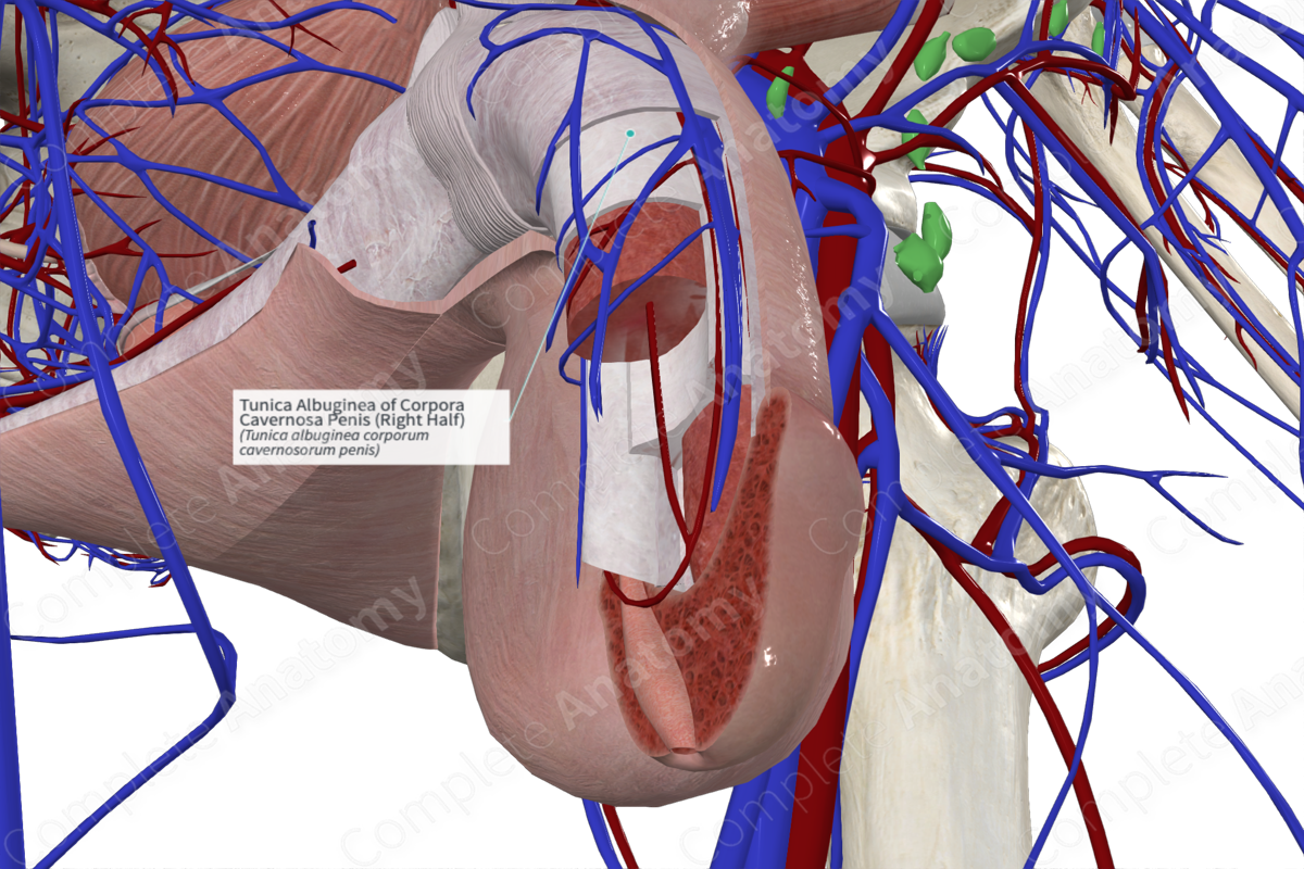 Tunica Albuginea of Corpora Cavernosa Penis (Right Half) | Complete Anatomy
