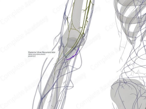 Posterior Ulnar Recurrent Vein (Right)