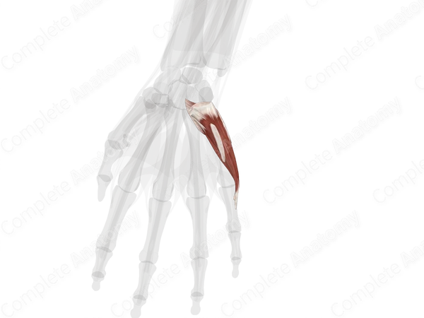 Hypothenar Muscles (Left)