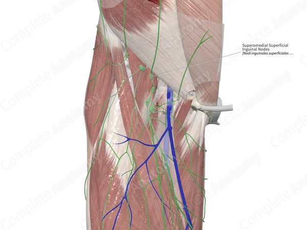 Superomedial Superficial Inguinal Nodes 