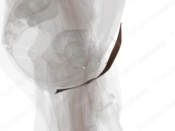 Vulva (Keratinized Portion)