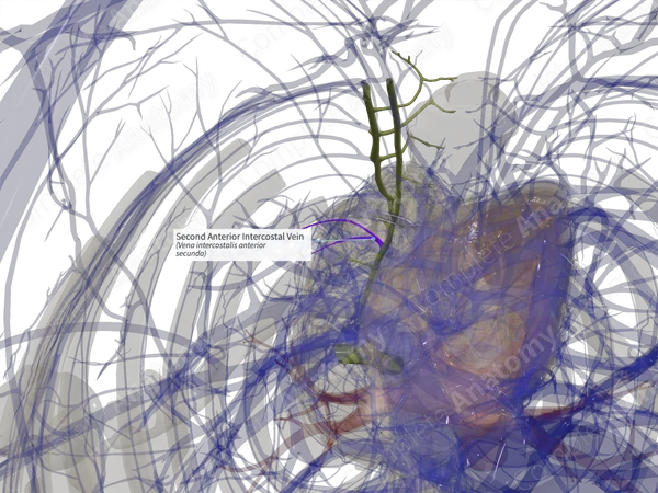 Second Anterior Intercostal Vein (Right)
