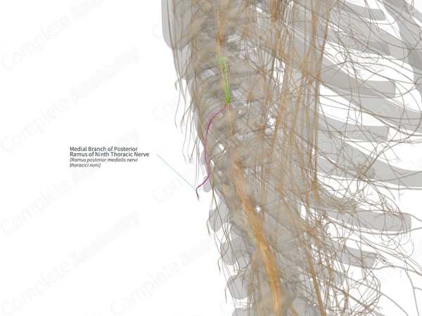 Medial Branch of Posterior Ramus of Ninth Thoracic Nerve (Right)