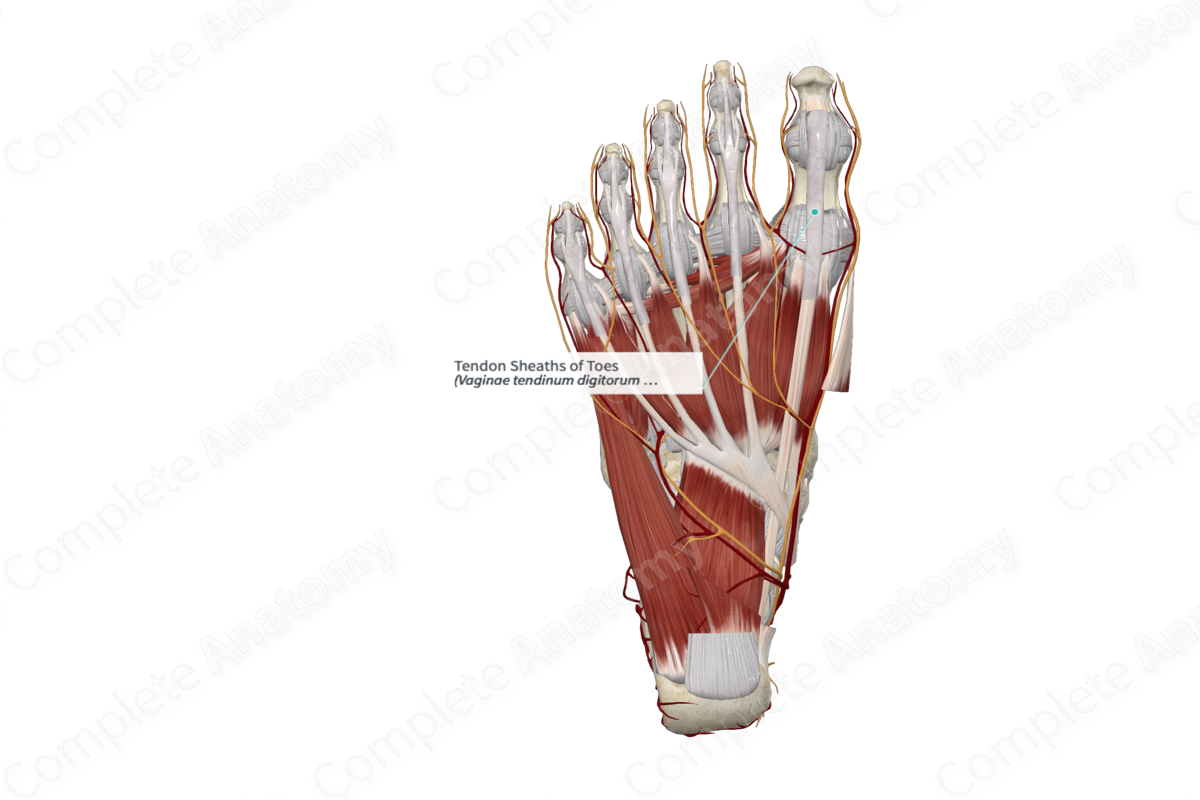 Tendon Sheaths of Toes 