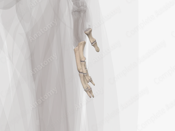 Phalanges of Hand (Left)