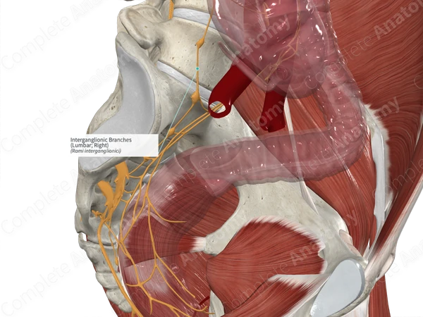 Interganglionic Branches (Lumbar; Left)