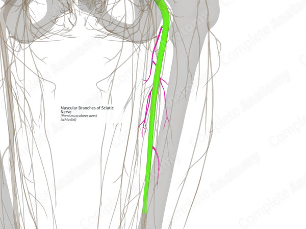 Muscular Branches of Sciatic Nerve (Right)