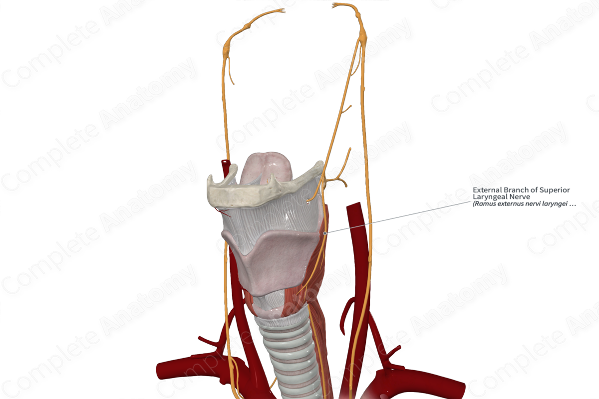 External Branch of Superior Laryngeal Nerve 