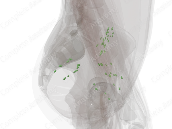 Parietal Pelvic Lymph Nodes