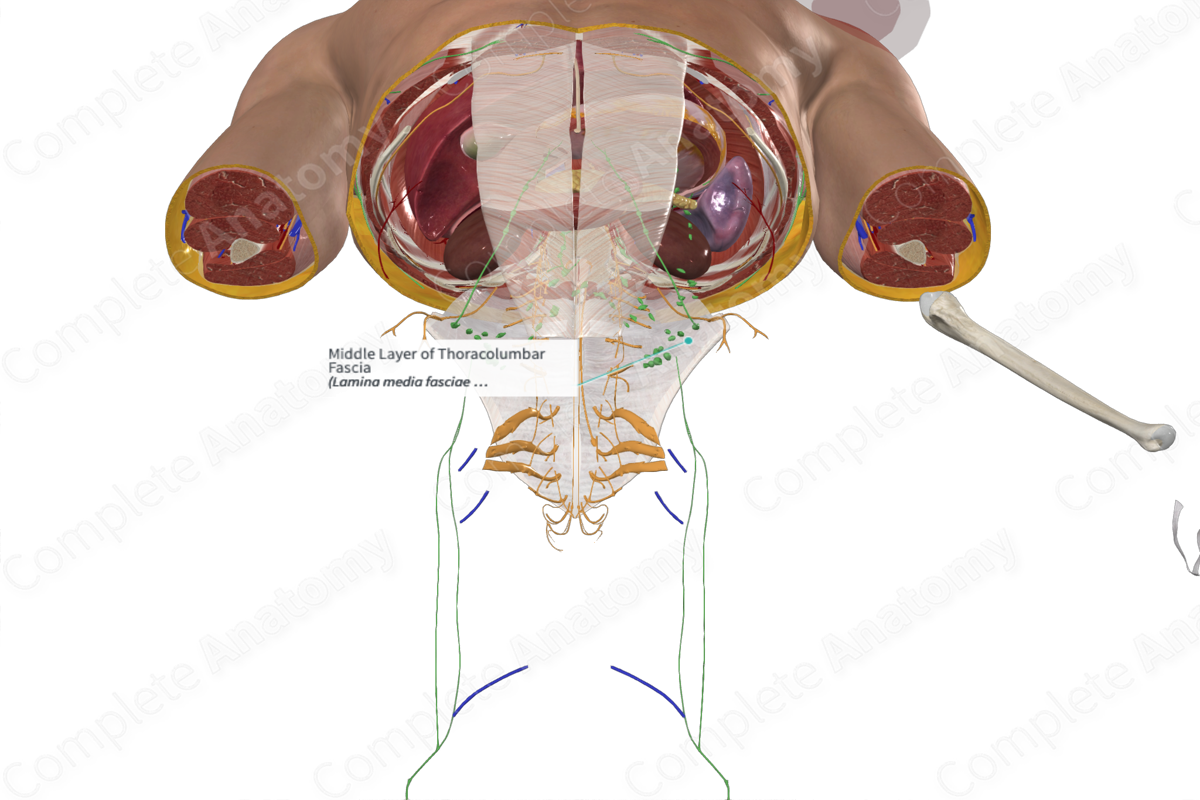 Middle Layer of Thoracolumbar Fascia 
