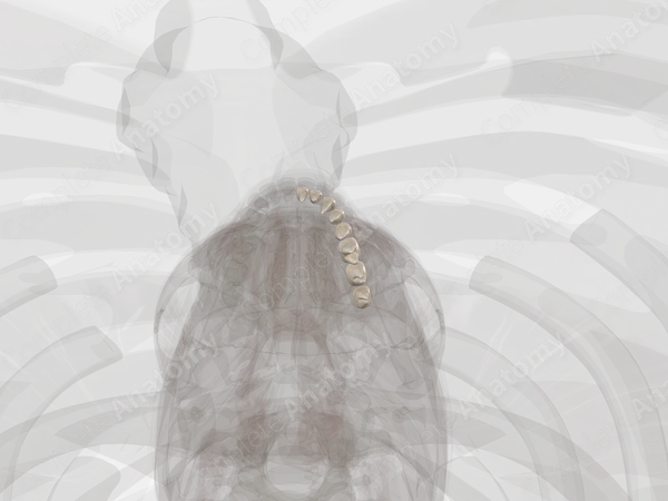 Mandibular Dental Arch (Left Quadrant)