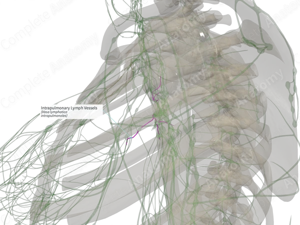Intrapulmonary Lymph Vessels (Left)