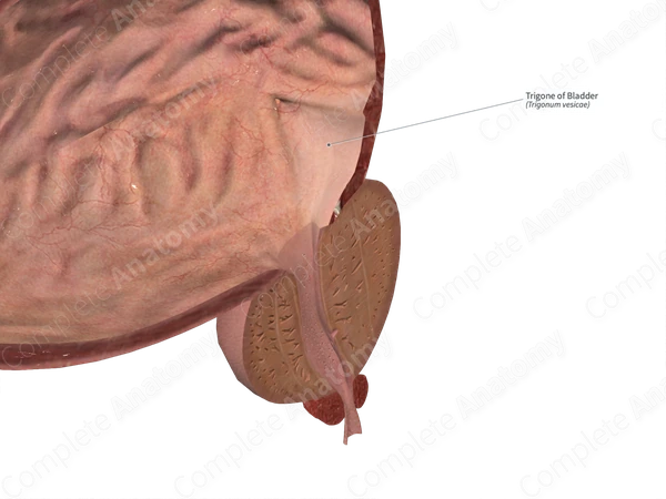 Trigone of Bladder