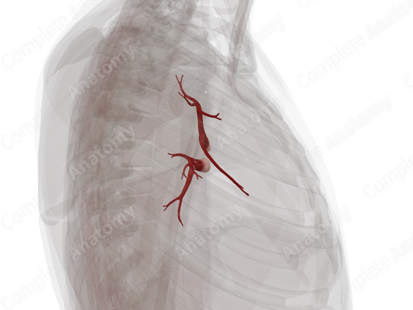 Pulmonary Veins of Right Lung