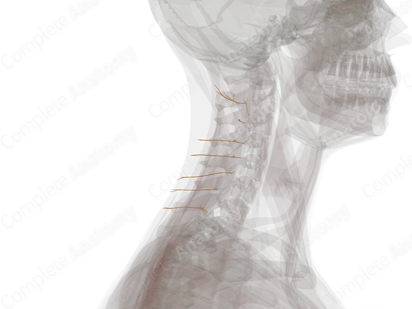 Lateral Branches of Posterior Rami of Cervical Nerves (Left)