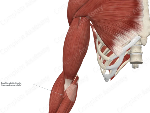 Brachioradialis Muscle 