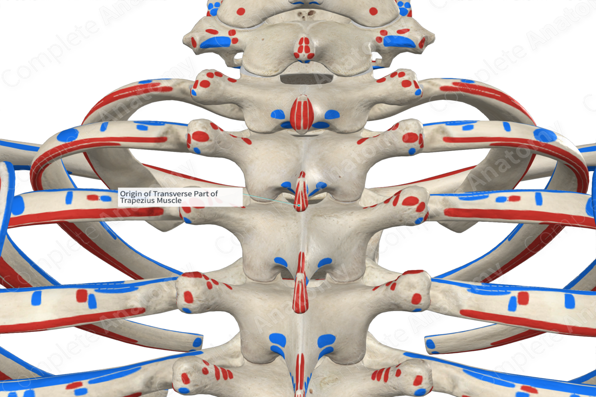 Origin of Transverse Part of Trapezius Muscle