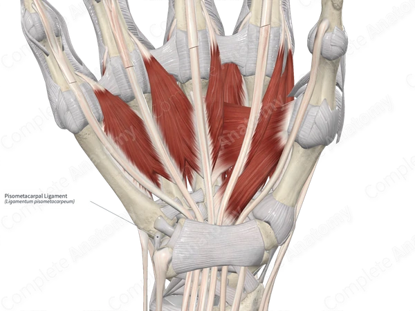 Pisometacarpal Ligament 