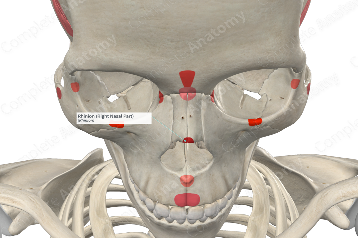 Rhinion (Right Nasal Part)