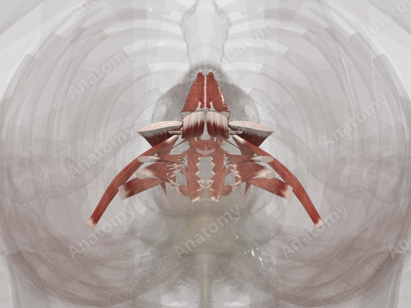 Muscles of Neck