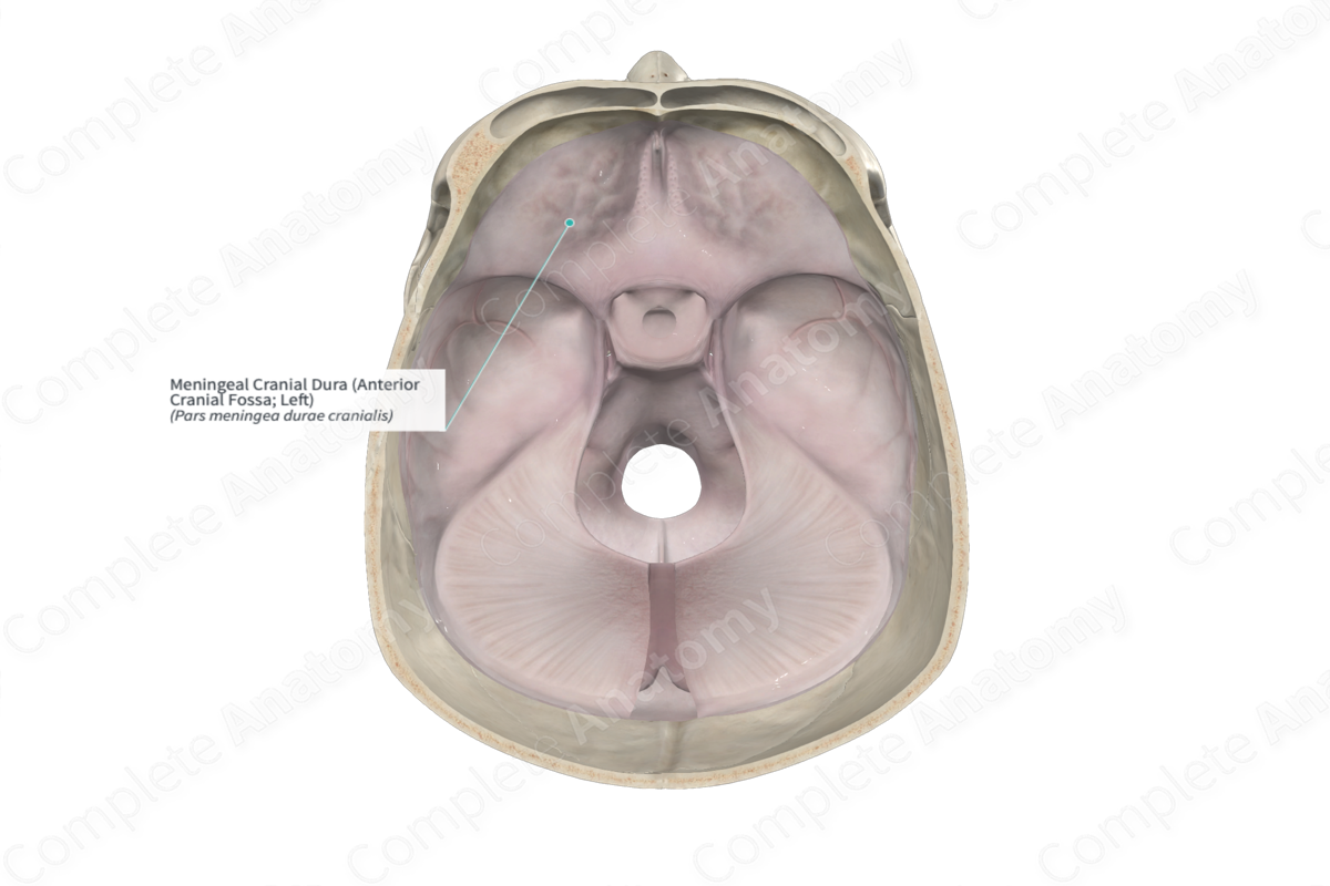 Meningeal Cranial Dura (Anterior Cranial Fossa; Left)