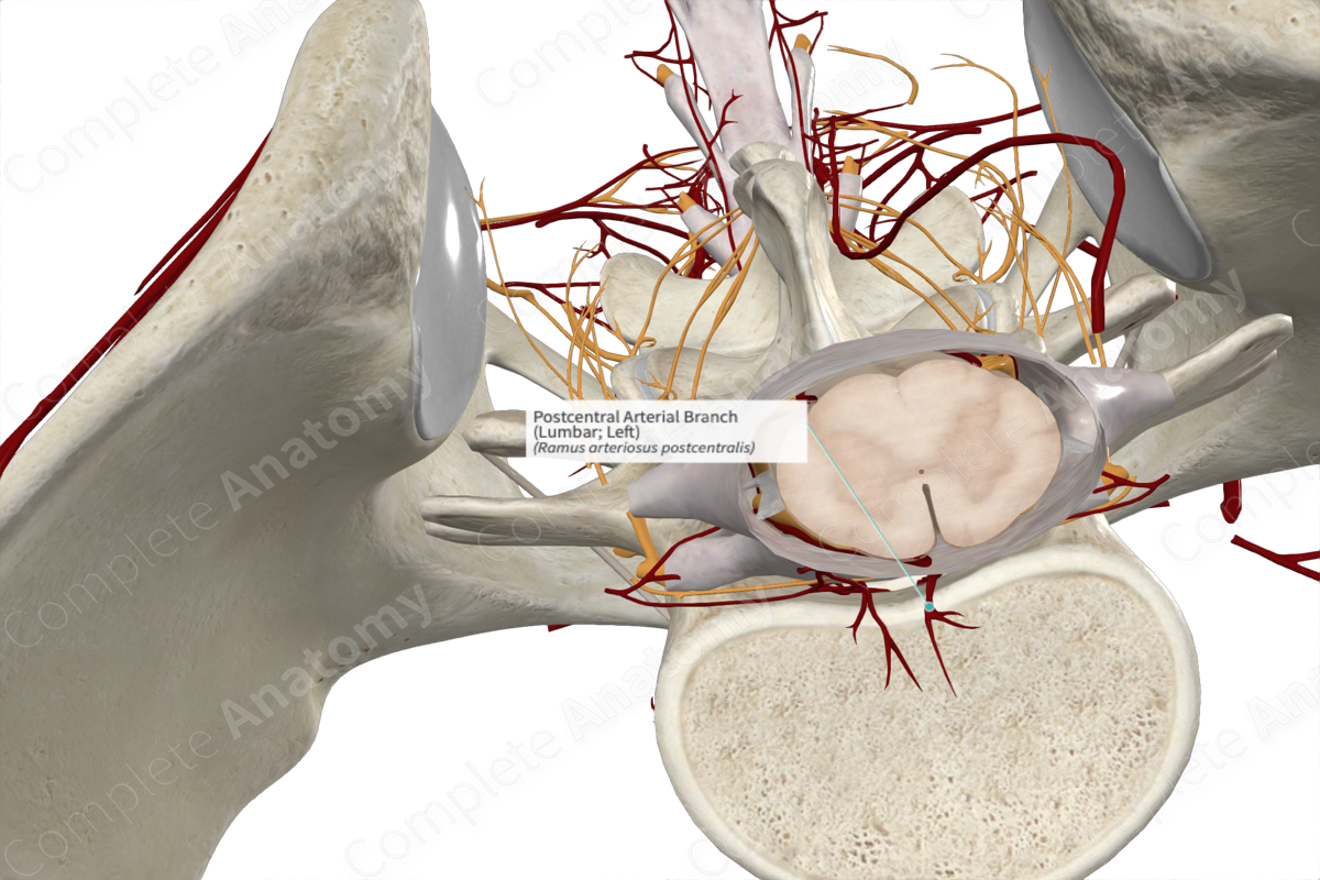 Postcentral Arterial Branch (Lumbar; Left)
