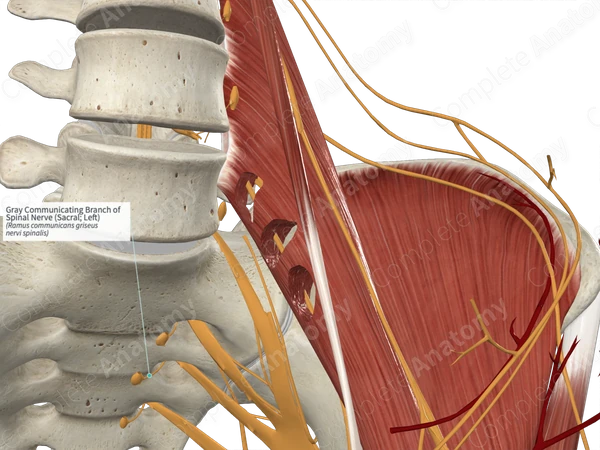 Gray Communicating Branch of Spinal Nerve (Sacral; Left)