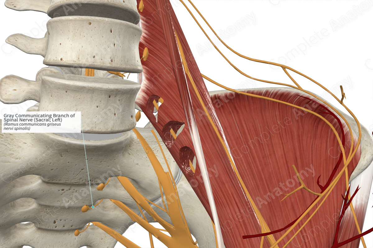 Gray Communicating Branch of Spinal Nerve (Sacral; Left)