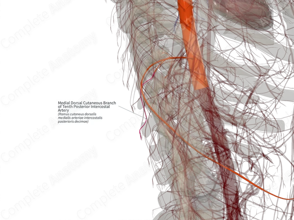 Medial Dorsal Cutaneous Branch of Tenth Posterior Intercostal Artery (Right)