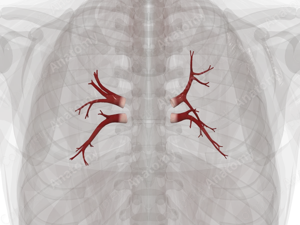 Pulmonary Veins