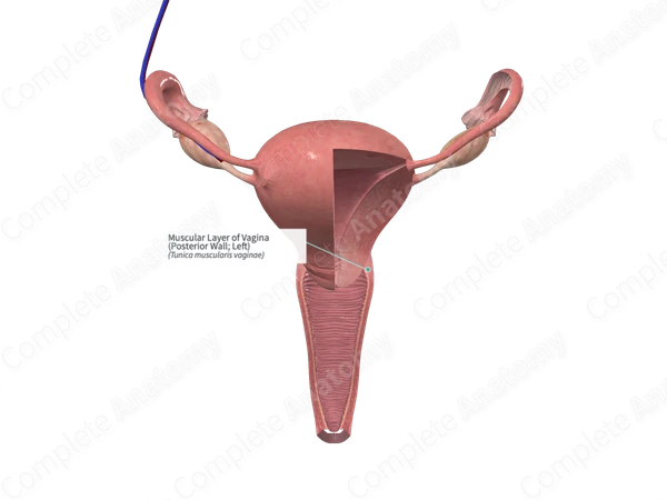 Muscular Layer of Vagina (Posterior Wall; Left)