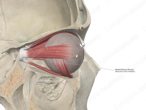 Medial Rectus Muscle