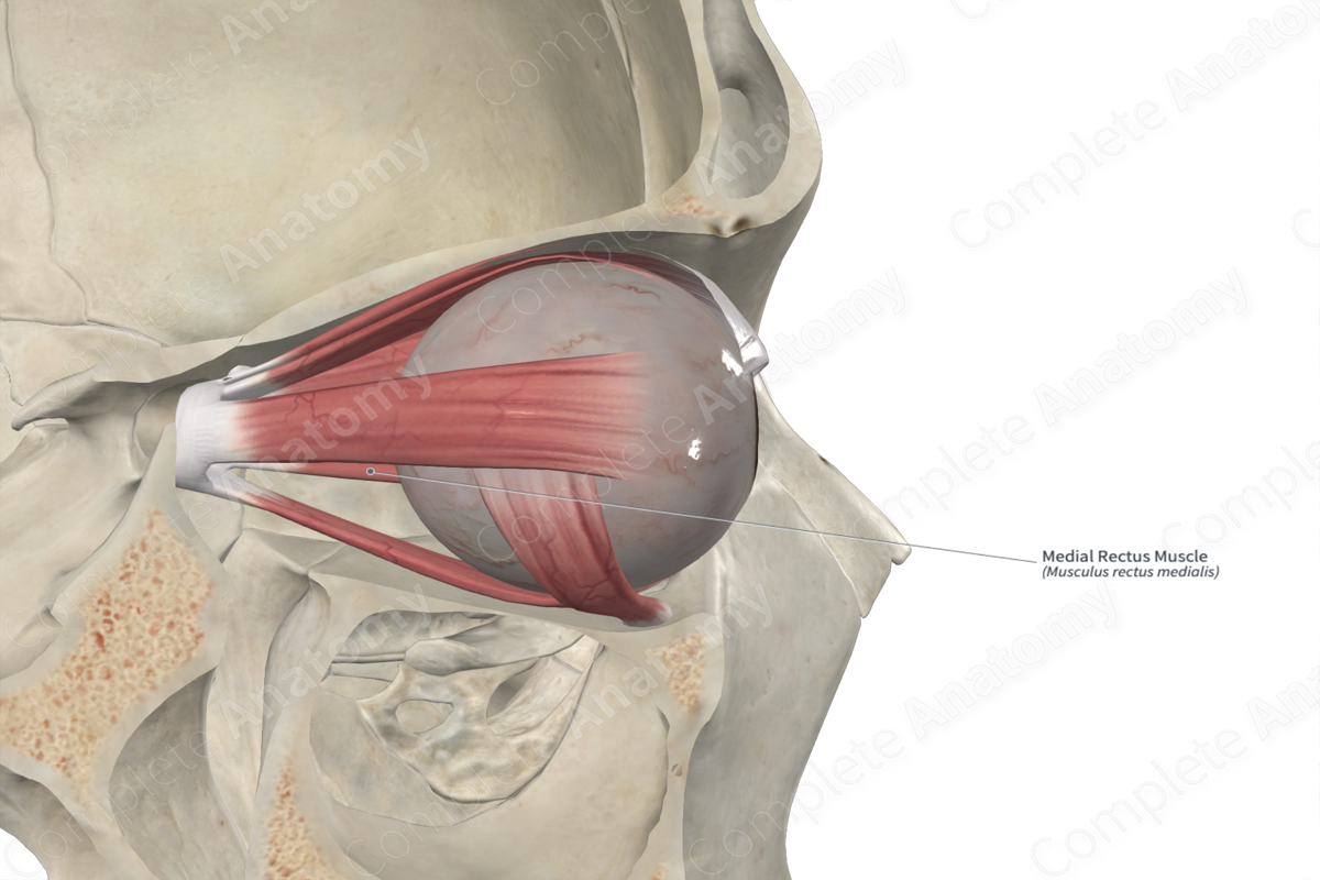 Medial Rectus Muscle 