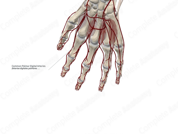 Common Palmar Digital Arteries 