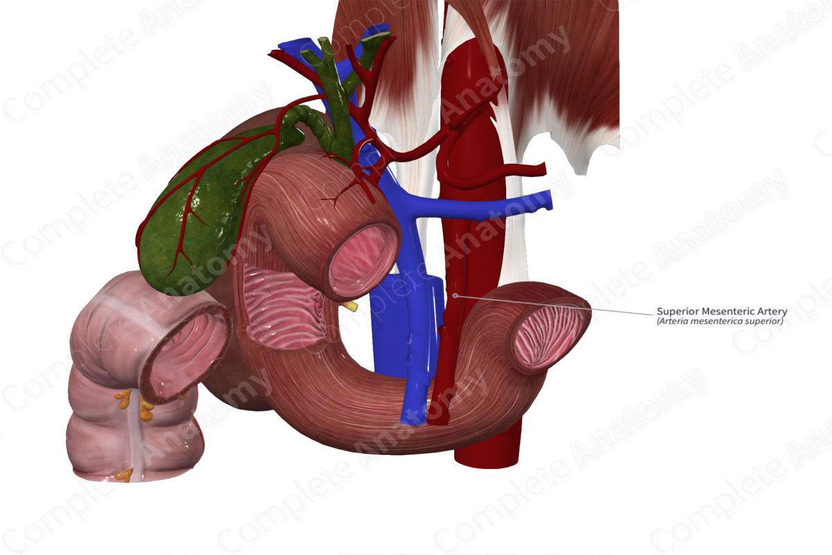 Superior Mesenteric Artery