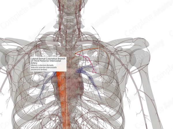 Lateral Dorsal Cutaneous Branch of Third Posterior Intercostal Artery (Right)