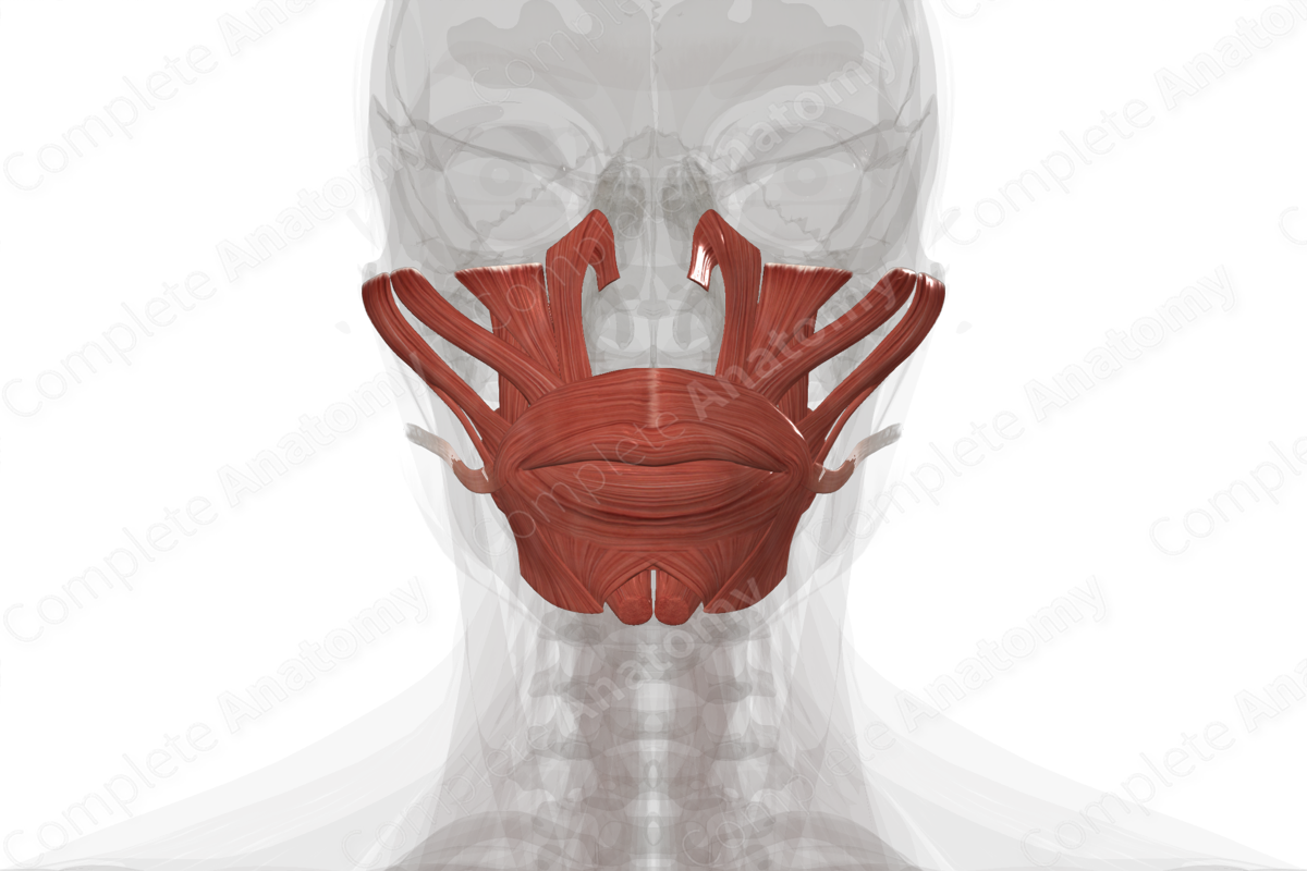 Buccolabial Muscles