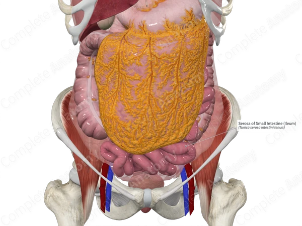 Serosa of Small Intestine (Ileum)