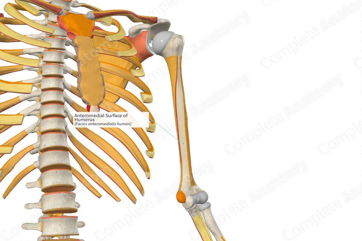 Anteromedial Surface of Humerus
